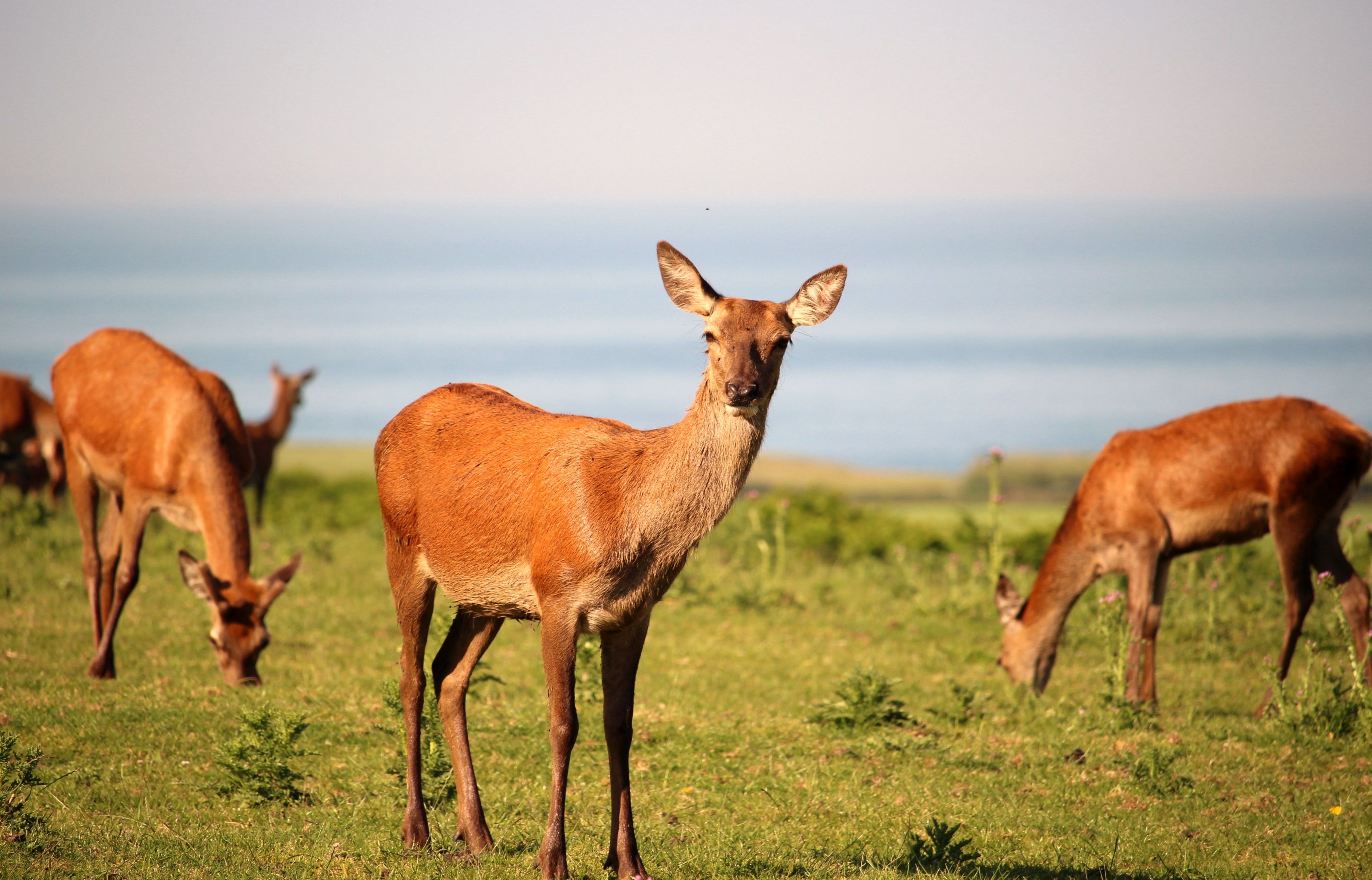 red-deer-yearlings.jpg