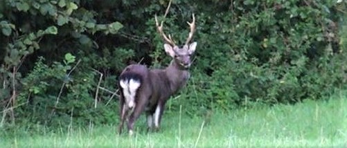 Sika Stag (2)
